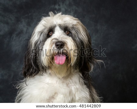 Tibetan Terrier Pictured Against Grey Background