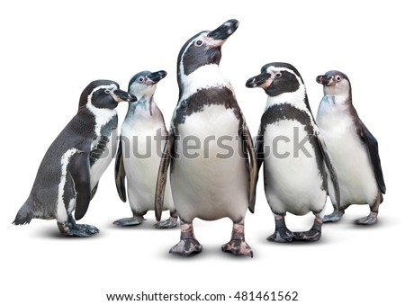 Group of cute penguin isolated on white background