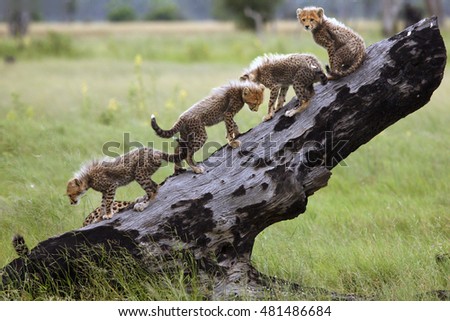 The cheetah (Acinonyx jubatus), also known as the hunting leopard, cubs on a slant dry tree. Cheetah cubs playing in the savannah with dry charred trees.