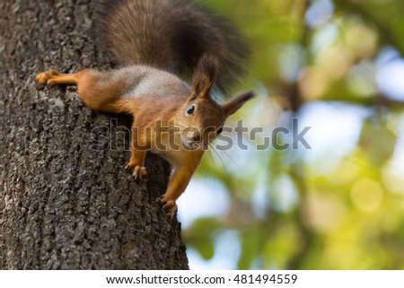 Squirrel eating a nut on a tree, Russia, Moscow, park, summer