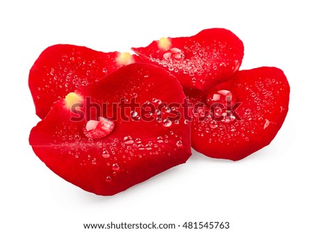Red rose petals with drops of water isolated on white background