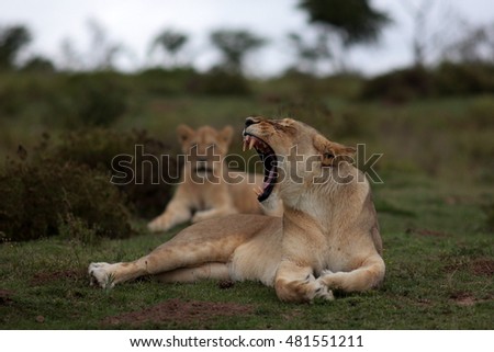 A lioness yawning and showing her teeth. South Africa