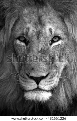 A dark maned sub adult male lions approaches,walking straight towards the camera,in this beautiful low angle profile portrait taken in the eastern cape,south africa