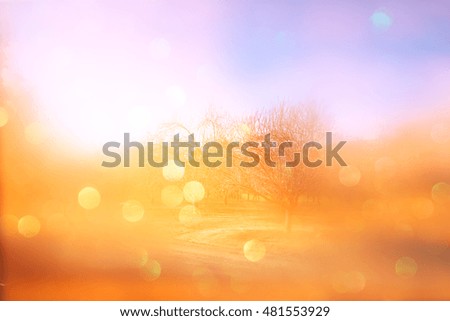 blurred abstract photo of light burst among trees and glitter bokeh. filtered image and textured.