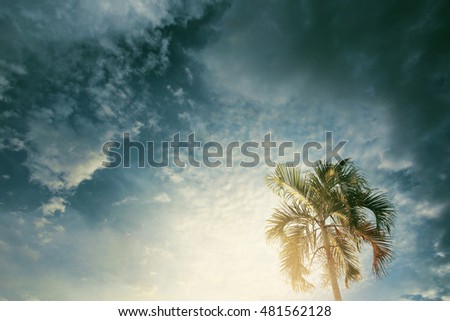 Palm trees (Wodyetia ,Foxtail Palm) against sky. retro toned image for travel, summer, vacation and tropical beach concept.