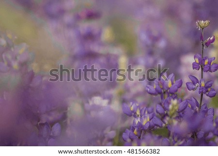 Blurred field of purple lupine
