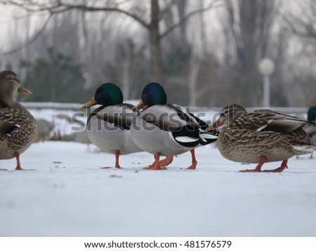 ducks on the frozen lake 
