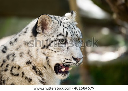 portrait of big cat snow leopard - Irbis, Uncia uncia with opened mouth showing big teeth