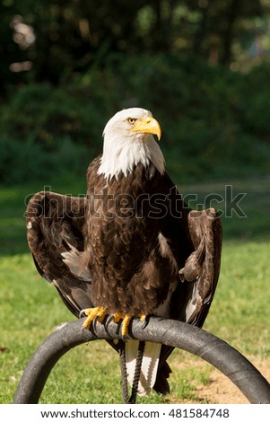 Bald Eagle (Haliaeetus leucocephalus) is a North American bird of prey in captivity, Falconry bird trained for hunting