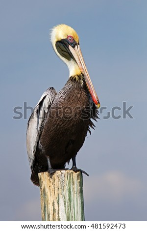 Brown pelican perched on a post in Florida Royalty-Free Stock Photo #481592473