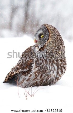 Great grey owl in winter in Canada