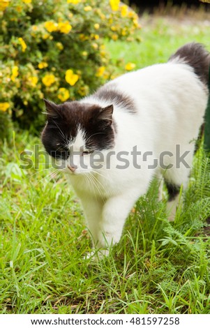 White and black domestic cat in the garden