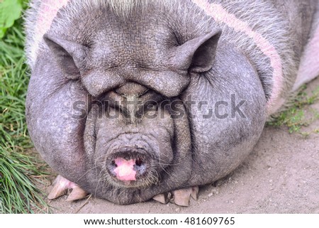 Pictures Vietnamese pot-bellied pig lying on the ground