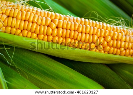 crude yellow corn with green leaves and hair lies on several closed cob,   not cleared, natural look, corn