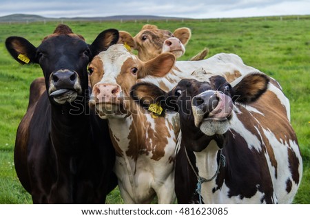 Four funny cows looking at the camera Royalty-Free Stock Photo #481623085