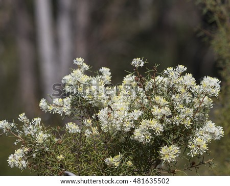 Dainty white blooms of West Australian wildflower Hakea Varia  growing in early spring in Crooked Brook National park, Dardanup, attract honey bees to the sweet pollen.