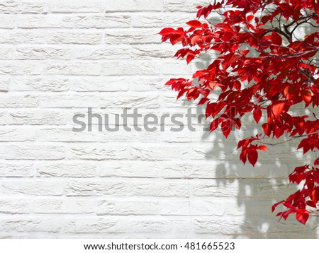 white wall red leaf autumn