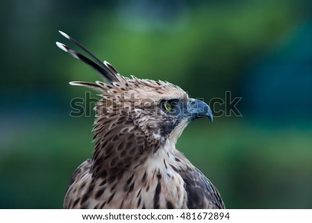 Head focus of the Changeable Hawk Eagle, Crested Hawk-Eagle in outdoor sun lighting.