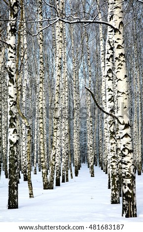 Snow covered trunks of birch trees in sunny weather