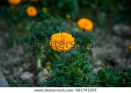 Yellow Marigolds at the park, summer 2016