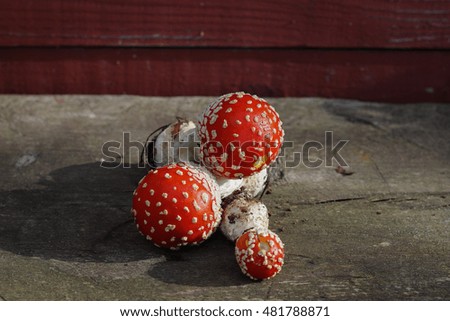  fly agaric mushrooms against an old wooden background