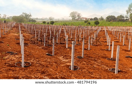 Tillage for dragon fruits with concrete pole arrange in rows on landscape view