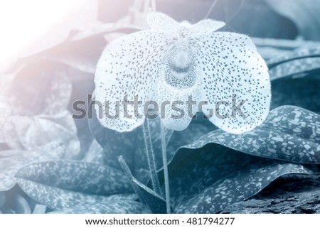 Close up of lady slipper orchid blossom in flower garden - color filter effect style pictures