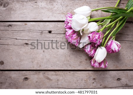 Bright  violet and white tulips flowers on aged wooden  background. Selective focus. Place for text. Flat lay still life.