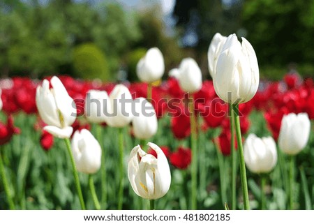 Tulips in garden.