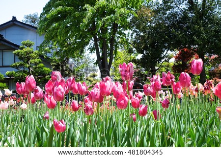 Tulips in garden.