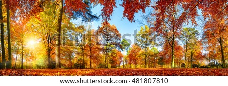 Panorama of colorful trees in a park in autumn, a lively landscape with the sun shining through the foliage Royalty-Free Stock Photo #481807810