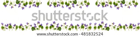 Panorama forest violet with green leaves on a white background. Flat lay style. Floral pattern background.