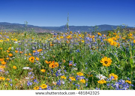 A landscape picture of African Spring flowers in Southern Africa
