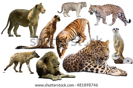 Feline animals isolated over white background, mainly Felidae
