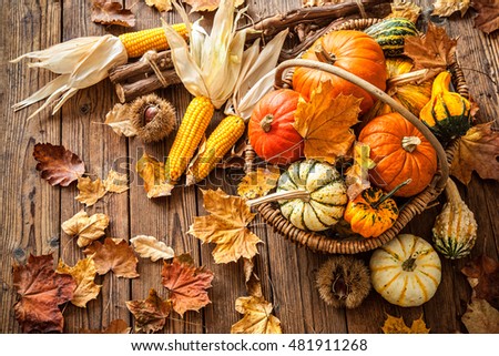 Autumn still life with pumpkins, corncobs and leaves on wooden background