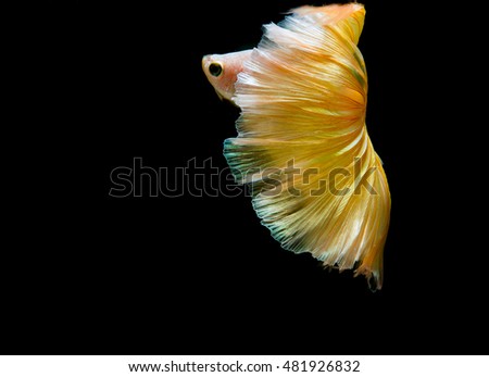 fighting fish isolated on black background.