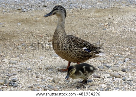 Mother duck and baby ducking on gravel at the lakeside