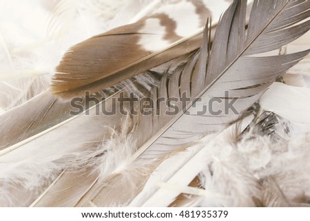 Beautiful colorful feather, close up