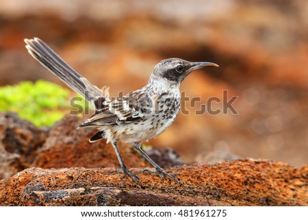 Galapagos Mockingbird (Nesomimus parvulus) on Genovesa Island, Galapagos National Park, Ecuador