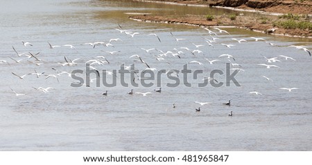 flock of gulls on the river