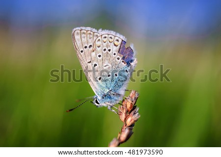 Plebejus idas, Idas Blue or Northern Blue, is a butterfly in the family Lycaenidae. Beautiful butterfly sitting on stem. Occurrence of species in Europe, America and Asia.