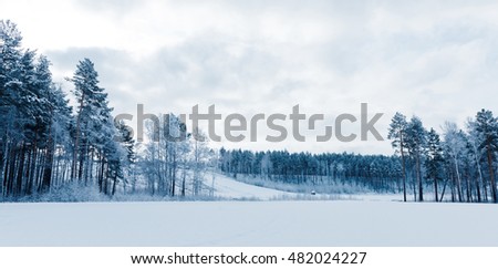 winter trees on snow 