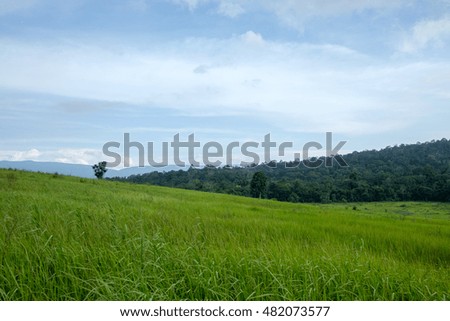 The evening grass with blue sky