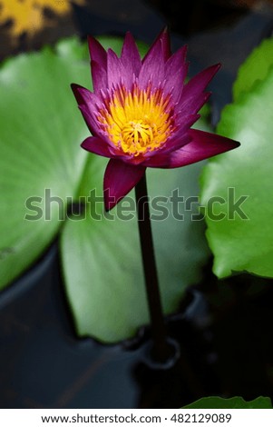 Colorful image of beautiful lotus and leaves, water plant with in a pond.