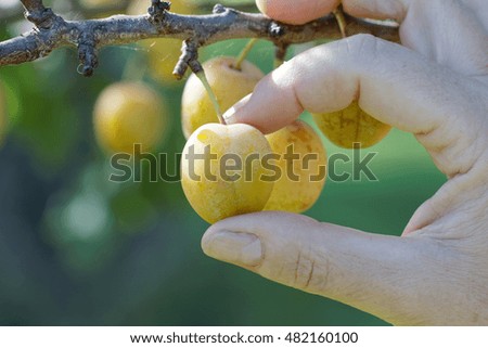 Hand picking a yellow plum from the three. Warm light and short focus