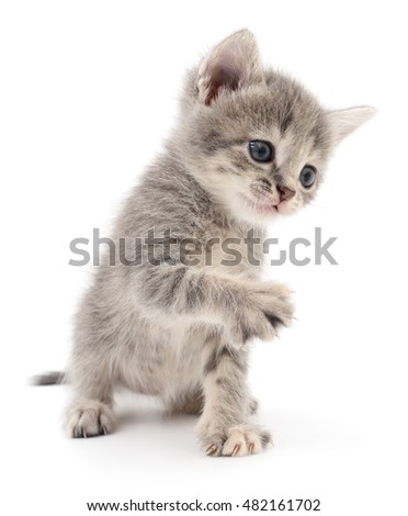 Small gray kitten isolated on white background.