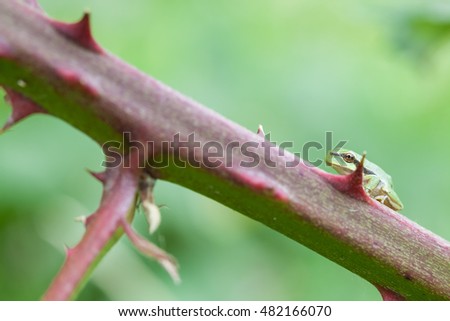 an European tree frog sitting on a branch of an blackberry
