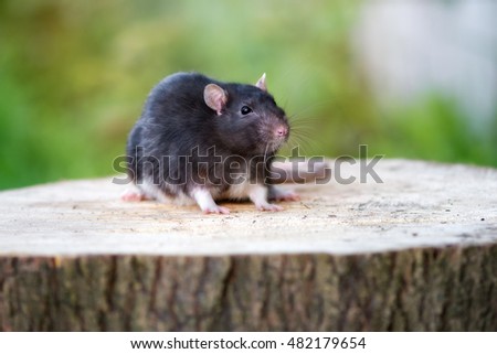 black pet rat posing outdoors