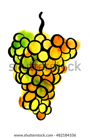 A freehand vector and watercolor drawing of a bunch of green and yellow grapes, on white background