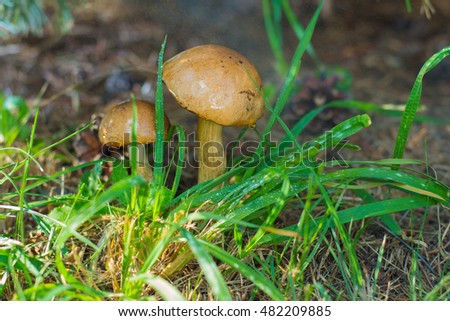 Mushrooms in the grass on the lawn